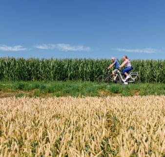 Radfahrer am Weizenfeld