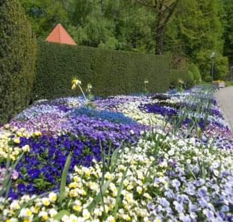 Blumenmeer am Kräutergarten